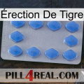Érection De Tigre 21